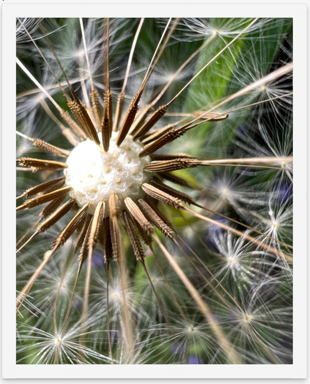 Dandelion Wish