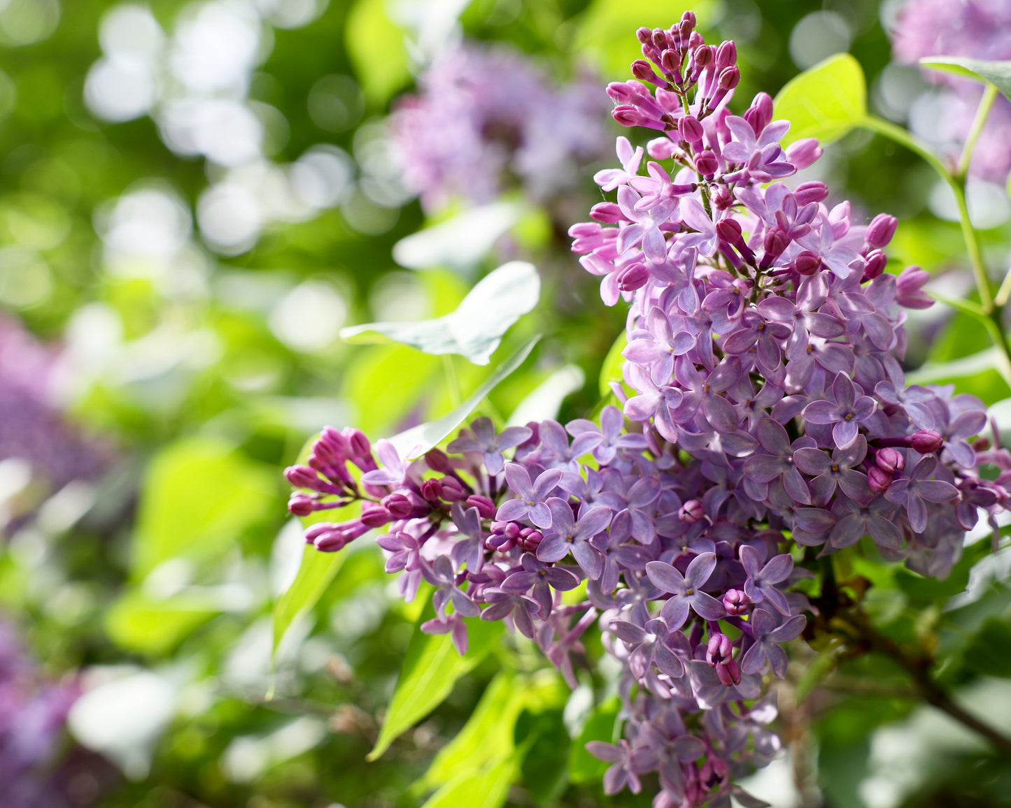 Acrylic Print with Easel Back