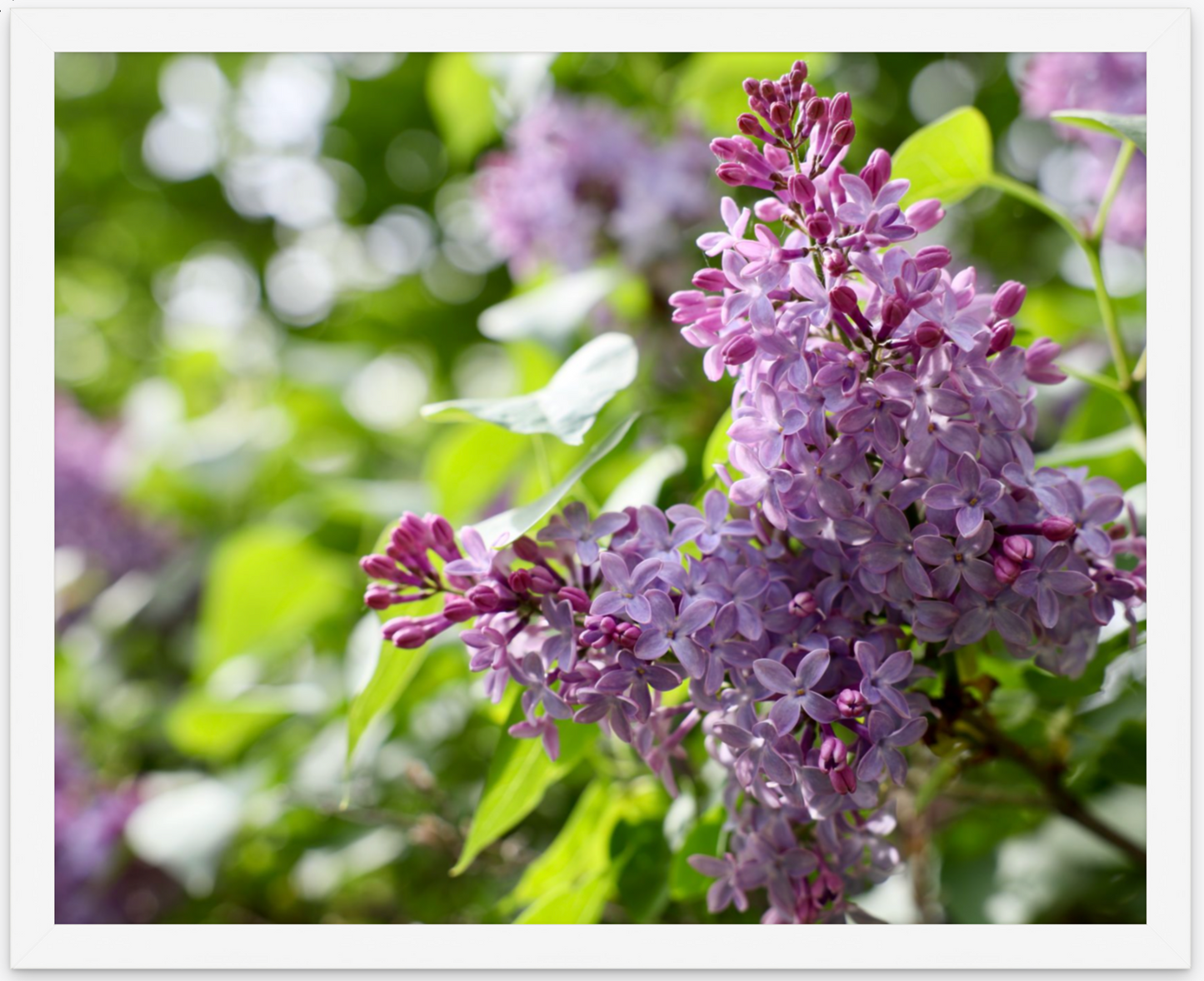 Grandma's Lilacs