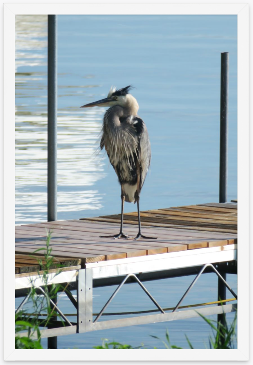 Heron Standing on Dock