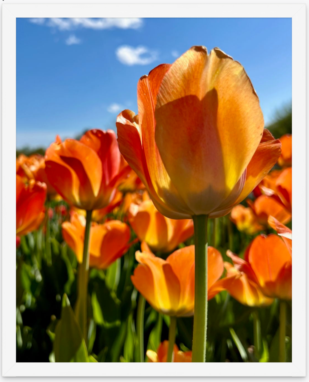 Orange Tulip