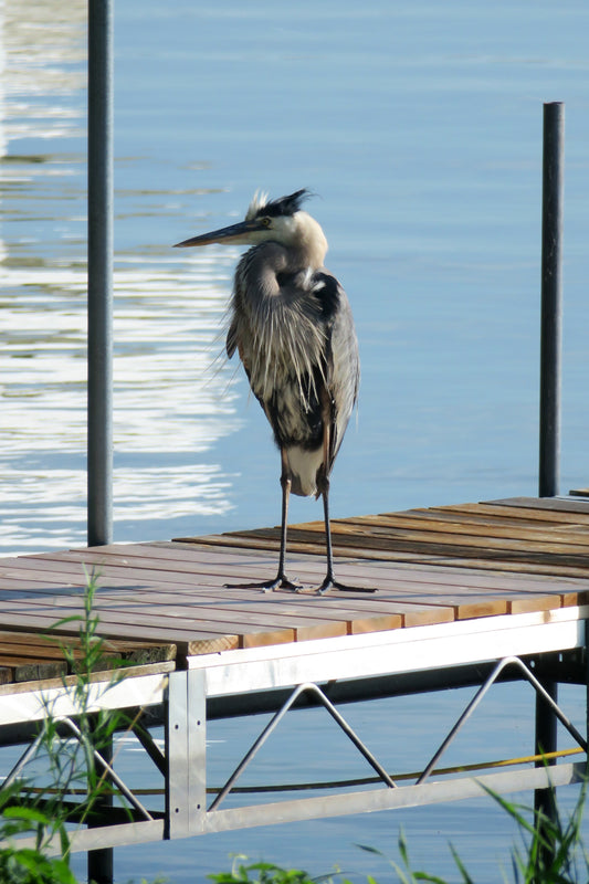 Heron Standing on Dock
