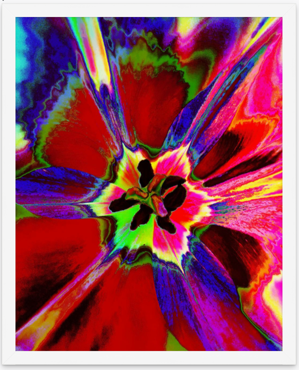 Look Inward (Abstract Tulip)