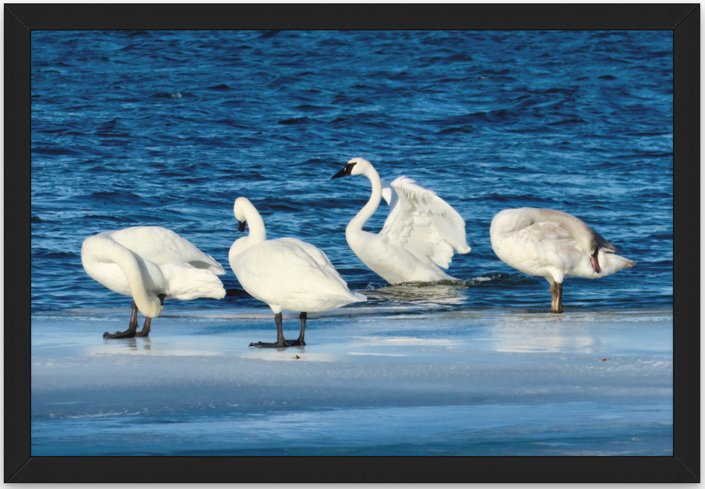 Swans (on Medicine Lake)