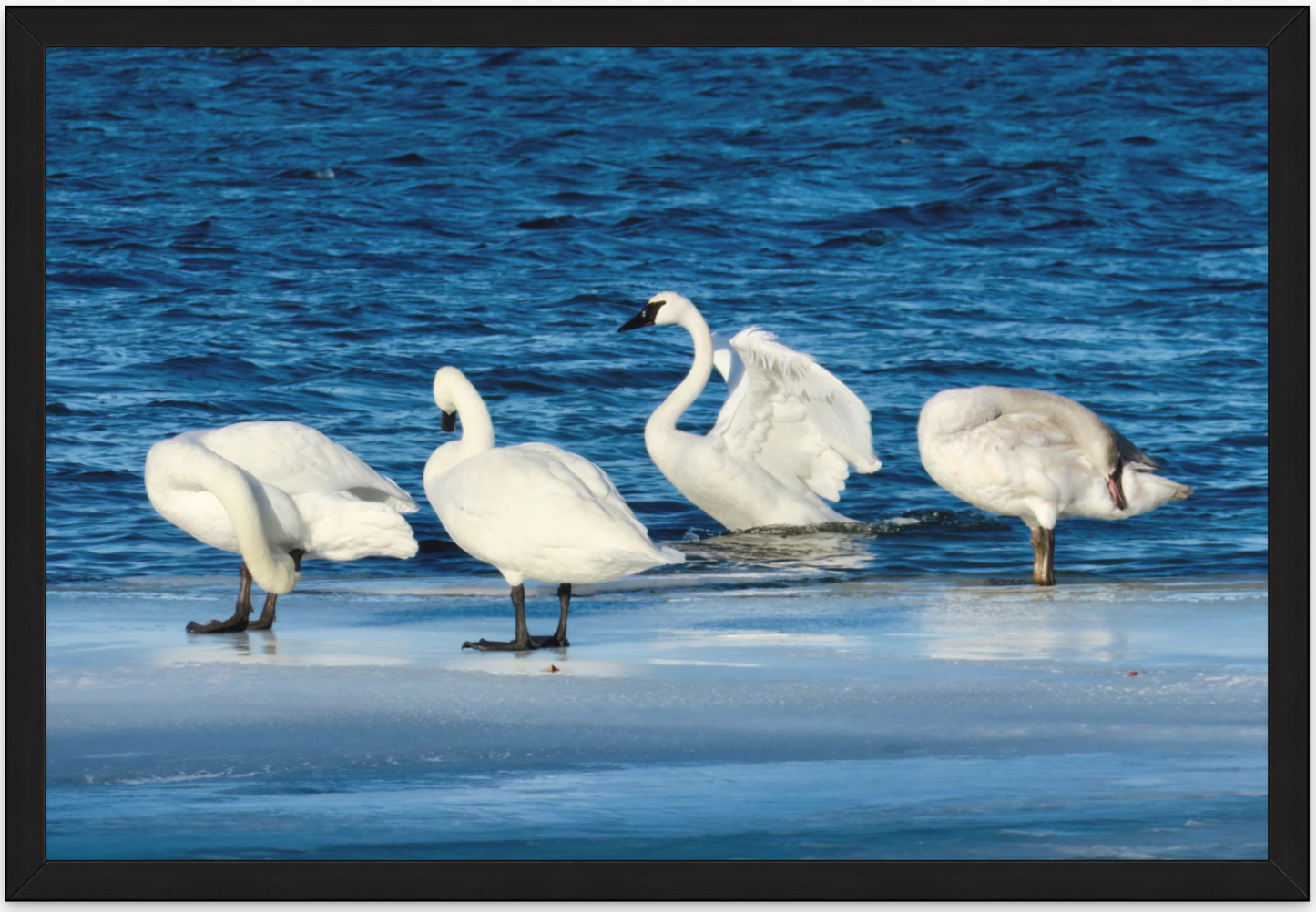 Swans (on Medicine Lake)