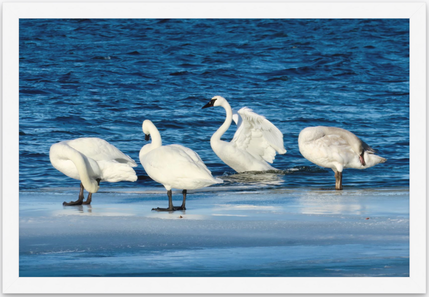 Swans (on Medicine Lake)