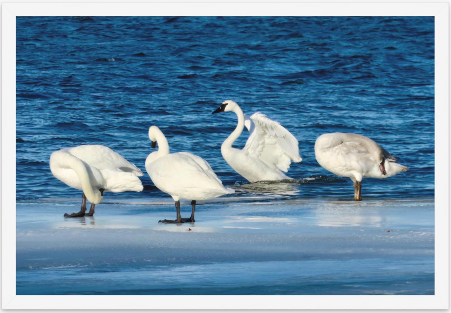 Swans (on Medicine Lake)