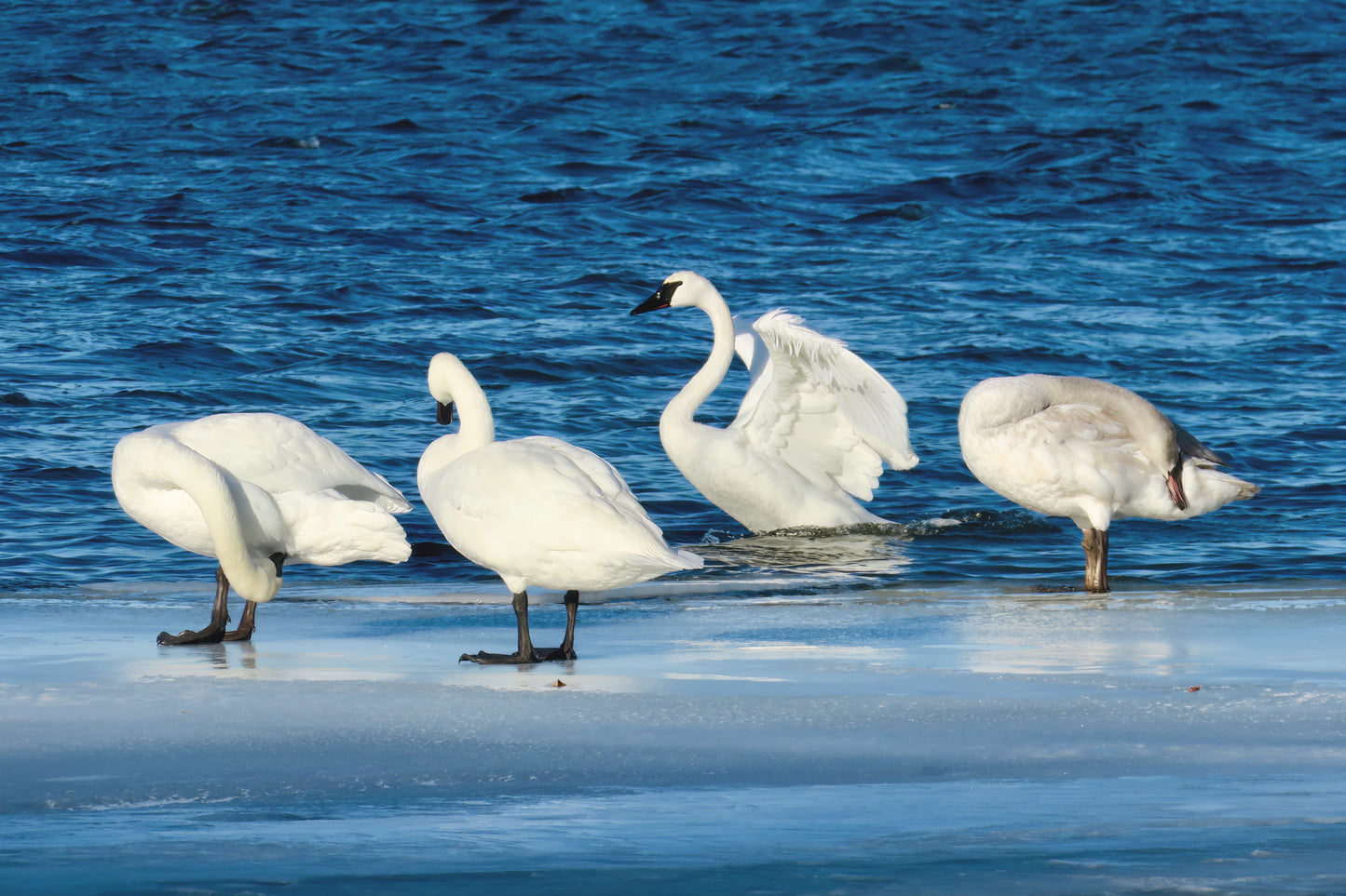 Swans (on Medicine Lake)